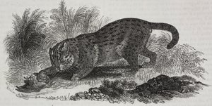 Sumatran kat, litografi af Salvatore Puglia fra Poliorama Pittoresco, n 47, 1. juli af Salvatore Puglia