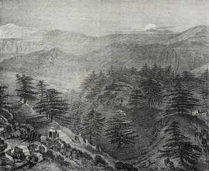 Udsigt over Mount Libanon med dets berømte cedertræer, Libanon, litografi af Salvatore Puglia fra Poliorama Pittoresco, n 10, 15. oktober af Salvatore Puglia