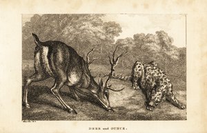 Møde mellem en kronhjort, Cervus elaphus, og en sneleopard, Panthera uncia