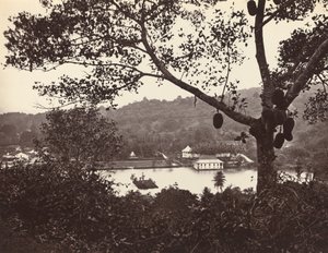 Et kig fra Upper Lake Road, der viser tempel og ø med park -- frugttræ i forgrunden af Samuel Bourne