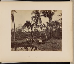 Calcutta; Rustikke scener og livet på landet i Bengalen af Samuel Bourne