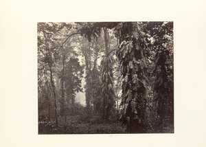Darjeeling; Kryb i skoven under Ging af Samuel Bourne