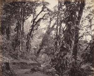 Darjeeling, Skovscene med slyngplanter, med Tukvar-vejen af Samuel Bourne