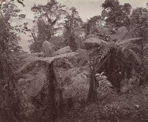 Darjeeling, gruppe af træbregner ved Lebong af Samuel Bourne