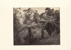Darjeeling; Gruppe af træbregner ved Lebong