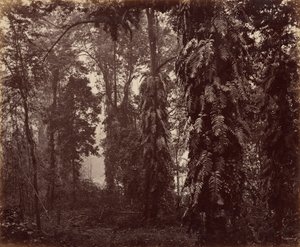 Darjeeling, Indien af Samuel Bourne