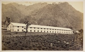 Selim Tea Estate, Darjeeling, den nye fabrik, lavere division,  fra 