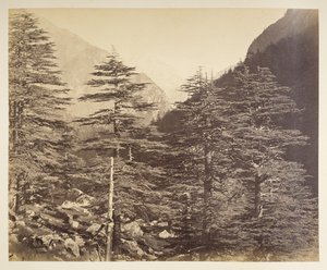 Sneklædte tinder nær Gangootri fra Bhairamghati. Fotograf: Bourne, Samuel Album med fotografier af Indien, hovedsageligt af Samuel Bourne1866 af Samuel Bourne