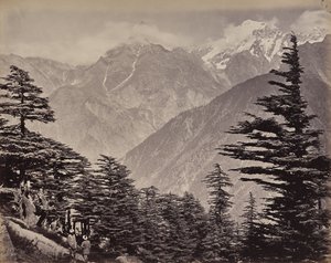 Det øvre Himalaya. Udsigt nær China Mountains. Himalayacedre i forgrunden af Samuel Bourne