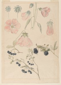 Botaniske detaljerede undersøgelser: Stokroser, blåbær og brombær af Samuel Colman