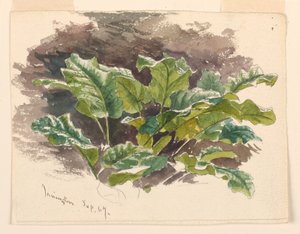 Botanisk Studie af Samuel Colman