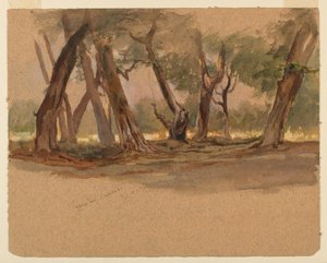 Cyprestræer, Chapultepec, Mexico af Samuel Colman