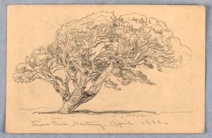 Tegning, studier. Træer, Santa Barbara, Californien, 1888 af Samuel Colman