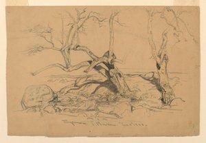 Tegning, studier. Træer, Santa Barbara, Californien, 3. februar 1888 af Samuel Colman