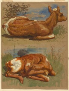 Tegning, tre studier af kalve, Stockbridge, 7. juli 1876 af Samuel Colman