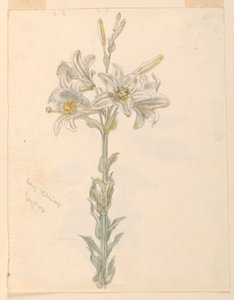 Lily, Stockbridge af Samuel Colman