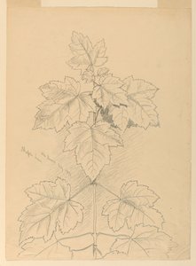 Maple Leaves, Mt. Desert af Samuel Colman
