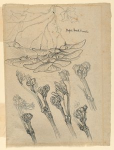 Ahornfrøkar af Samuel Colman
