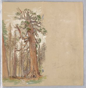 Eg og stedsegrøn af Samuel Colman