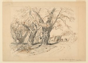 Undersøgelse for Cypress Trees of Montezuma, Park of Chapultepec, Mexico af Samuel Colman