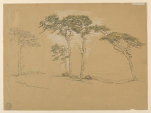 Vindblæste Pines, Pacific Grove. Bagside: Pacific Coast-vejen til Point Sur. af Samuel Colman