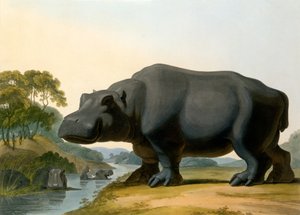Hippopotamus, 1804