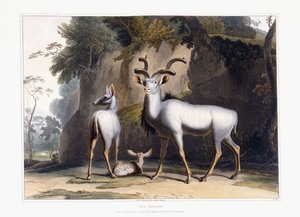 The Koodoo, 1804dani af Samuel Daniell