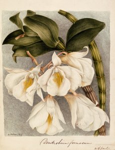 Dendrobium Formosum, ca. 1839 (akvarel) af Samuel Holden