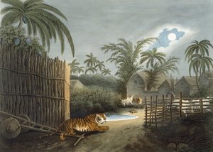 En tiger, der strejfer gennem en landsby (kvæg i rædsel), fra 