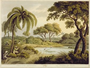 Peacock Shooting, fra Oriental Field Sports, pub. af Edward Orme, 1807 (tryk)