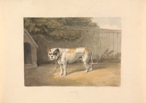 En Bulldog af Samuel Howitt
