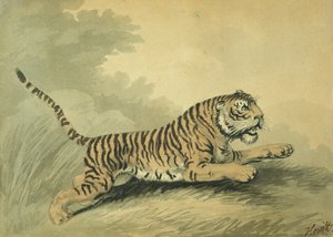 En tiger, der springer til højre, 1807