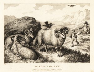 En jackdaw synger på ryggen af en vædder. 1811 (ætsning) af Samuel Howitt