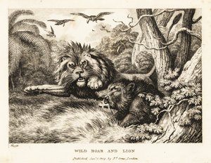 En løve og vildsvin kæmper, mens gribbe kredser over. 1811 (ætsning)