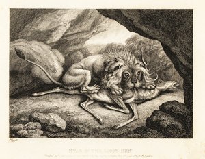 En løve spiser kadaveret af en kronhjort i en hule. 1811 (ætsning)