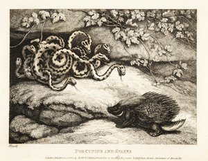 En Porcupines skarpe quills kører ud af et rede af slanger fra en Cav 1811 (ætsning)