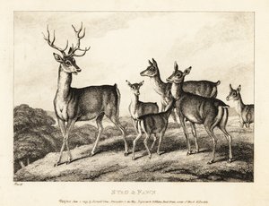 En kronhjort med do og fawns. Hjorte og fawn. 1811 (ætsning) af Samuel Howitt