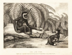 En haleløs abe beder en ræv om noget af hans hale. Abe og ræv. 1811 (ætsning)