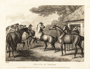 Et ungt hingsteføl forsøger at opildne et mytteri i staldene. 1811 (ætsning) af Samuel Howitt