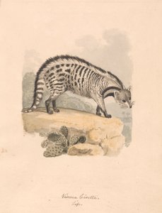 Afrikansk Civet af Samuel Howitt