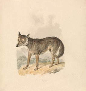Canis Lupus eller grå ulv af Samuel Howitt
