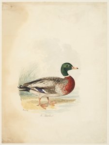And - Anas boschas (recto), ca. 1813-22 (grafit, pen & brun blæk & akvarel, grafit på vævet papir) af Samuel Howitt
