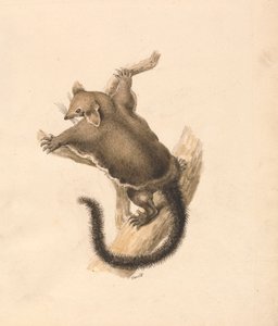 Flyvende egern af Samuel Howitt