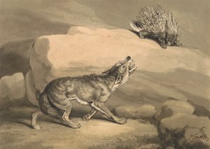 Ræven og pindsvinet (Pindsvin) af Samuel Howitt