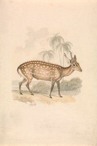Hjort af Samuel Howitt