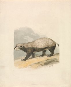 Honninggrævling af Samuel Howitt