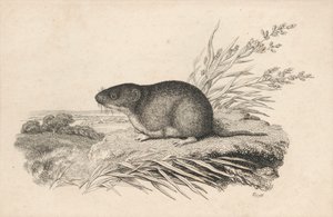 bisamrotte af Samuel Howitt