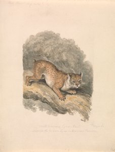 Nordamerikansk Lynx af Samuel Howitt