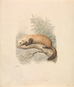 Polecat af Samuel Howitt