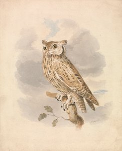 Scops Ugle af Samuel Howitt